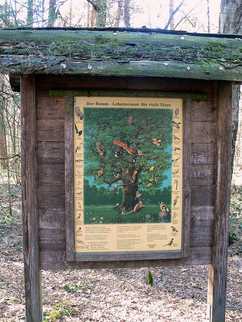 Der Baum - Lebensraum für viele Tiere im Forst Klövensteen Hamburg