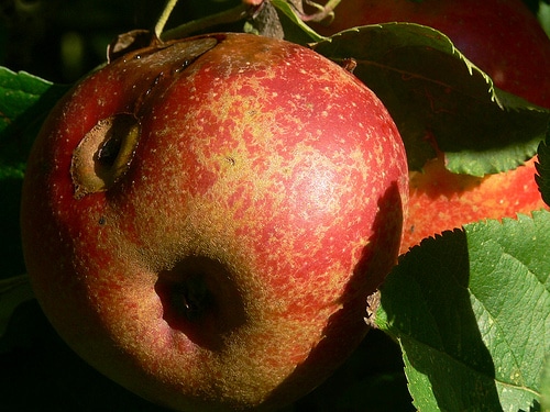 Bio-Apfel aus dem Garten der Oma