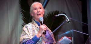 Mehr über den Artikel erfahren Ein Fest für Jane Goodall – Gala in der Kulturkirche Hamburg-Altona