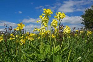 Mehr über den Artikel erfahren Die Wiesen-Schlüsselblume ist die Blume des Jahres 2016