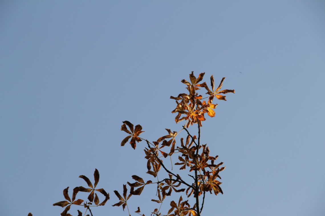 Herbst-Spaziergänge in Hamburg