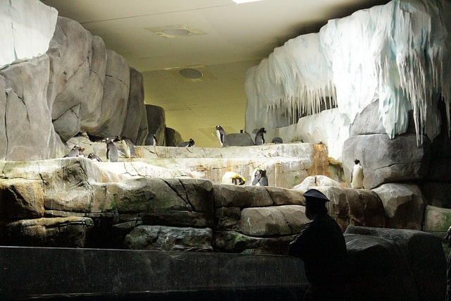 Eismeer in Hagenbeck mit Pinguinen