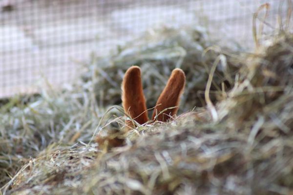 Die Löffel eines versteckten Hasen zum Ostervergnügen 2023 im Freilichtmuseum am Kiekeberg