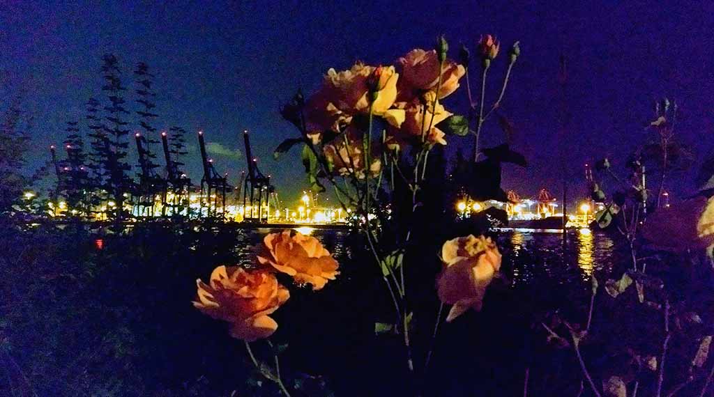 Rosenstrauch nachts an der Elbe, im HIntergrund der Containerhafen. Symbolbild für den Mottenburger-Meile-Lauf an der Elbe in Altona
