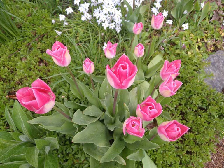 Frühlingsmarkt am Teudelberg 2026