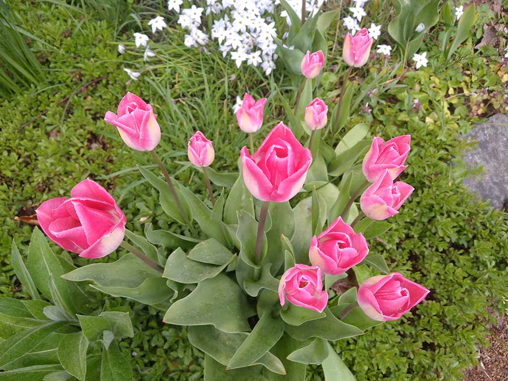 Frühlingsmarkt am Teudelberg 2026