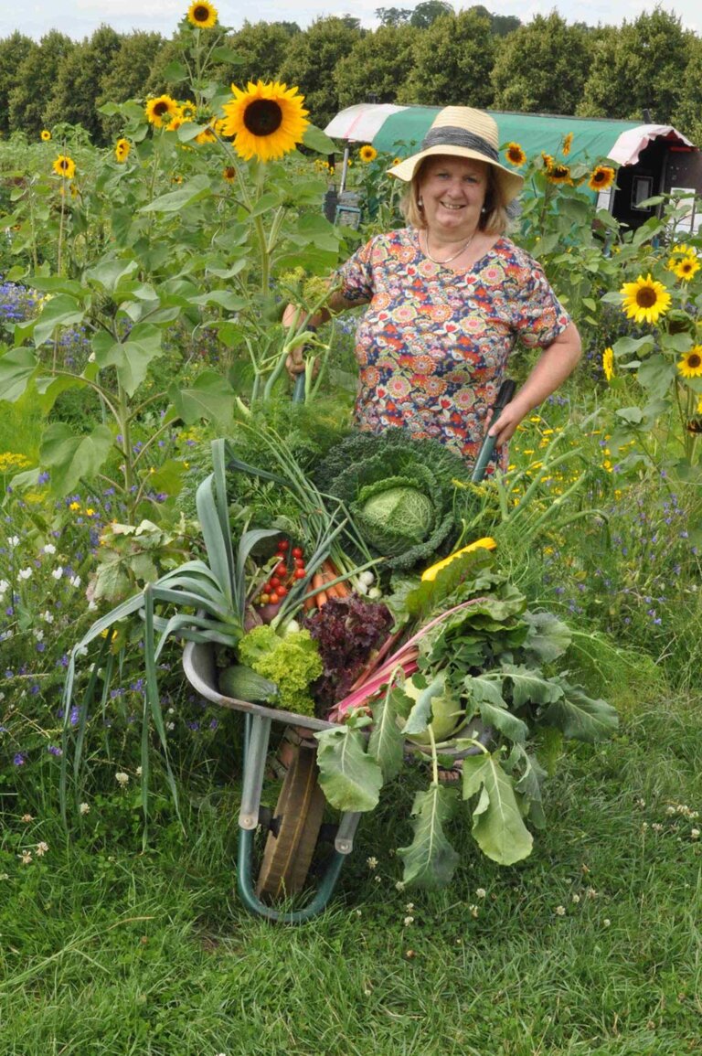 Eine Frau mit Schubkarre im Sonnenblumenfeld. Meine Ernte Saisoneröffnung 2026