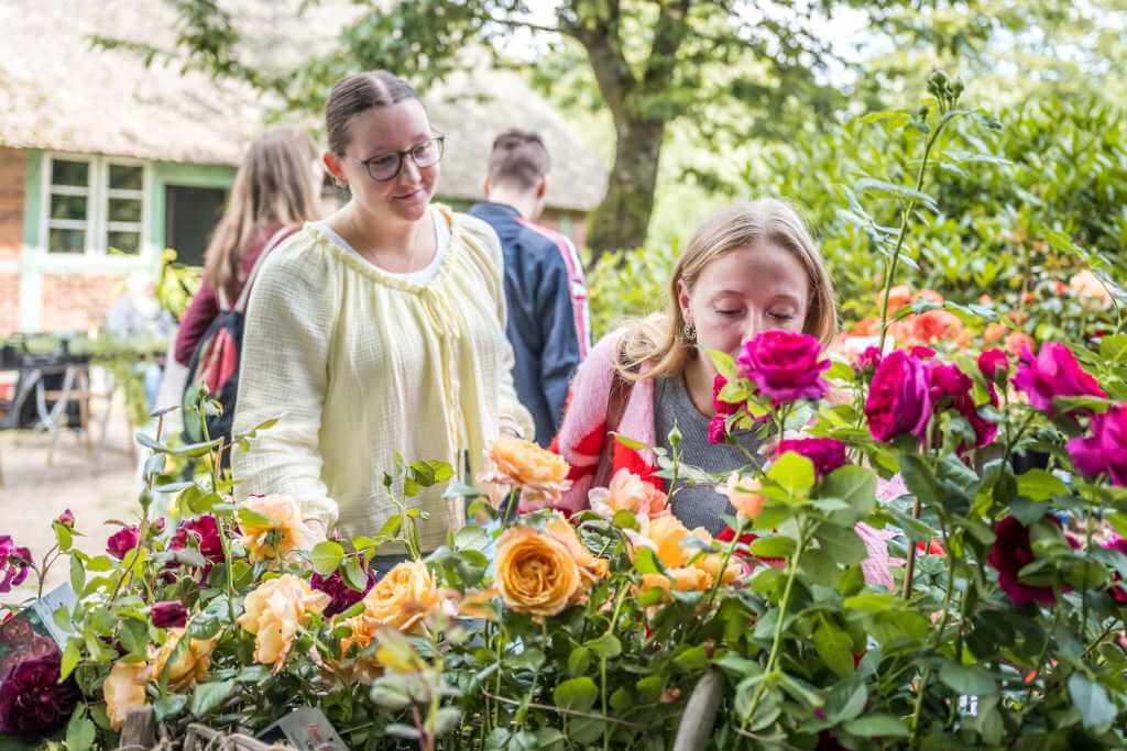 Rosenmarkt am Kiekeberg 2026: Ein Sommertag ganz im Zeichen der Königin der Blumen 1 Eine junge Frau riecht an einem Rosenstrauch auf dem Rosenmarkt am Kiekeberg 2026